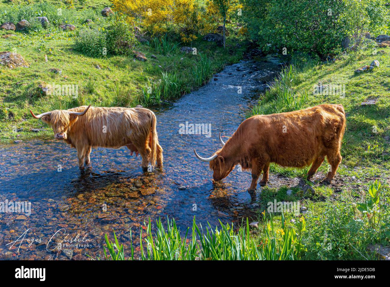 Highlands Cows, Bunachton, Scotland, United Kingdom Stock Photo