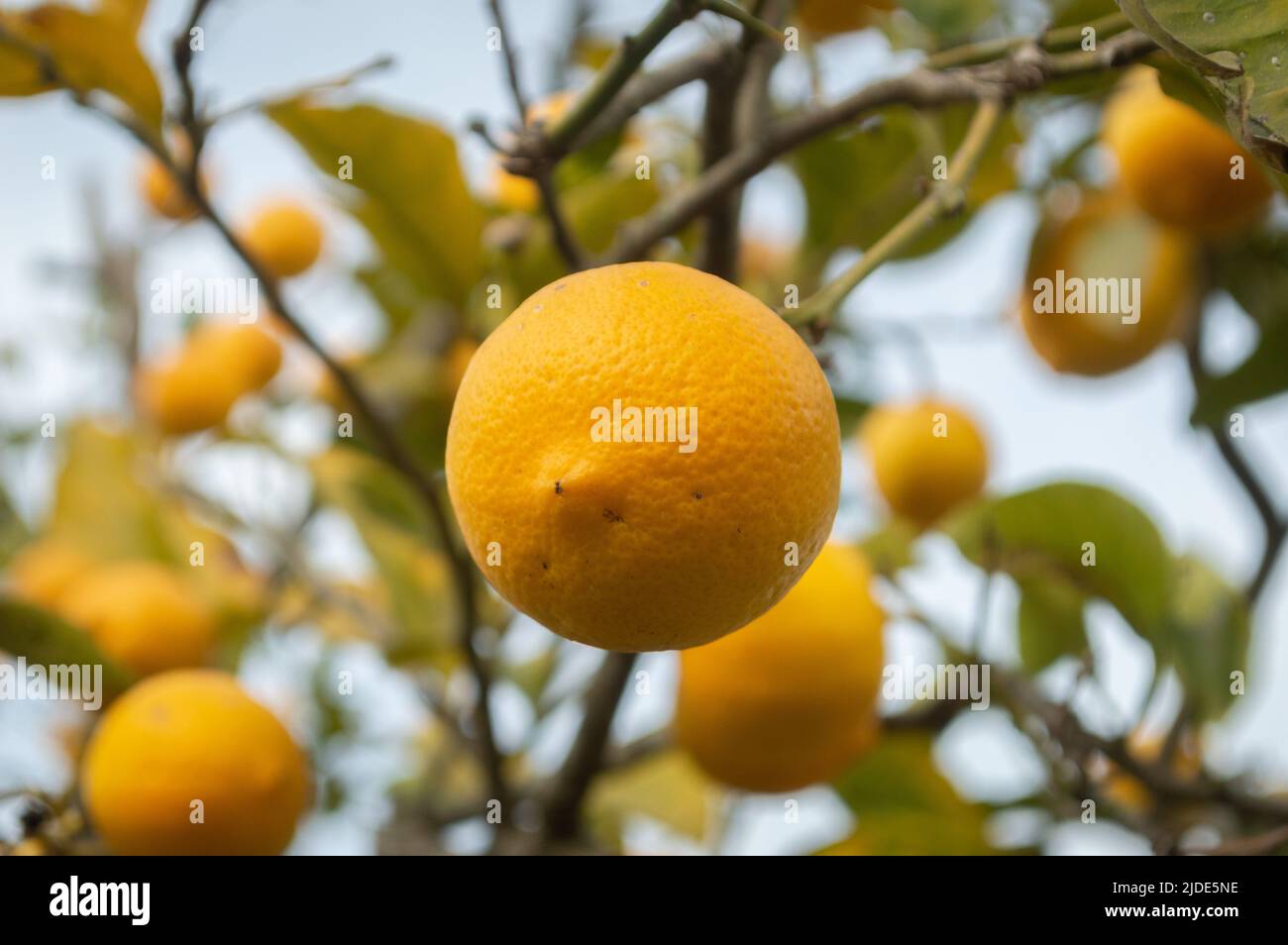 lemon on the tree Stock Photo