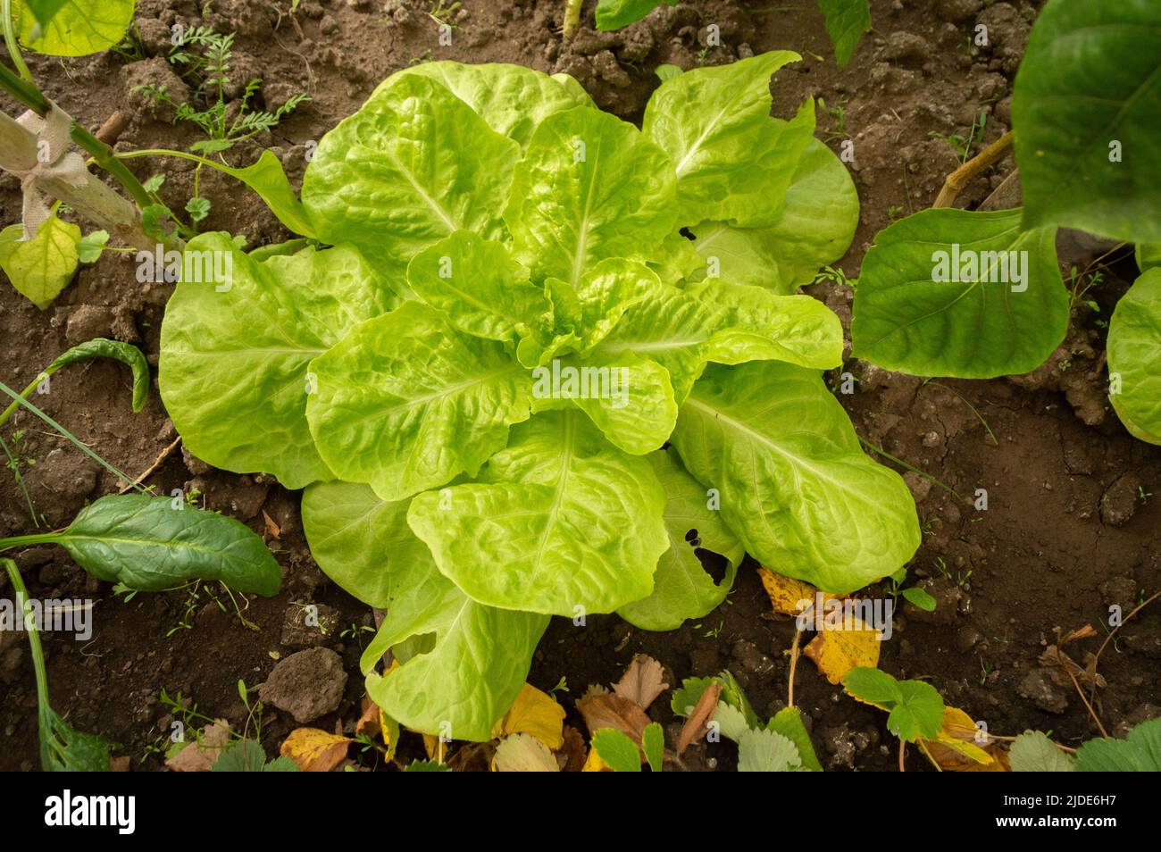 organic garden lettuce Stock Photo