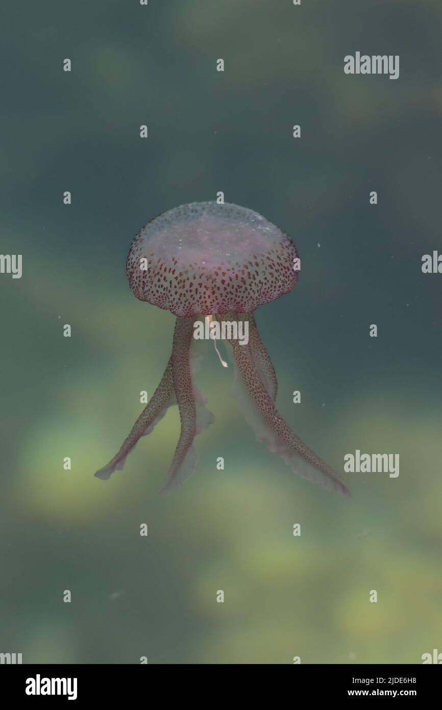 A Fire Jellyfish Mauve stinger lurking in a Mediterranean marina, Goz Stock Photo