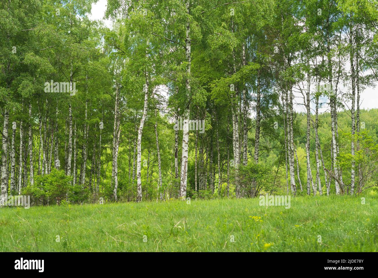 Beautiful birch trees on mountain in green grass on a summer day Stock ...