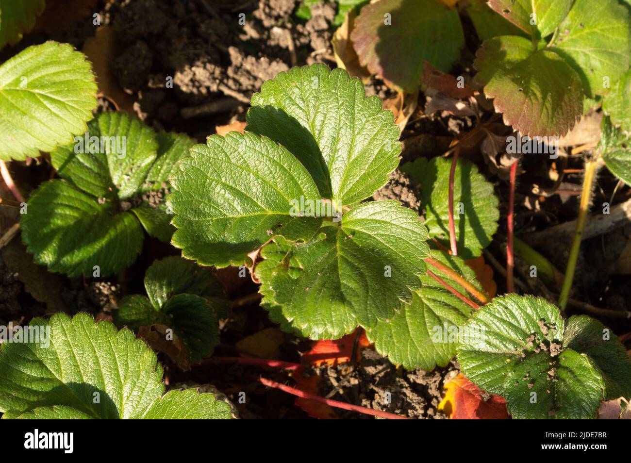 strawberry leaves Stock Photo