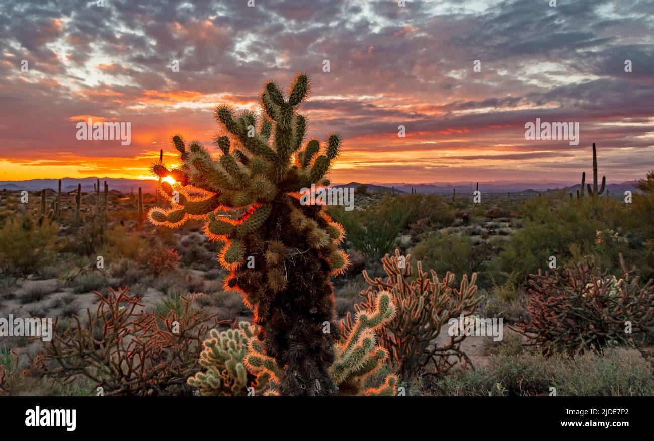 Cholla Cactus At Sunset Time In Arizona Stock Photo