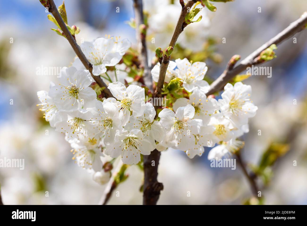 View of white blossoms on the branch of a cherry tree in early spring. Stock Photo