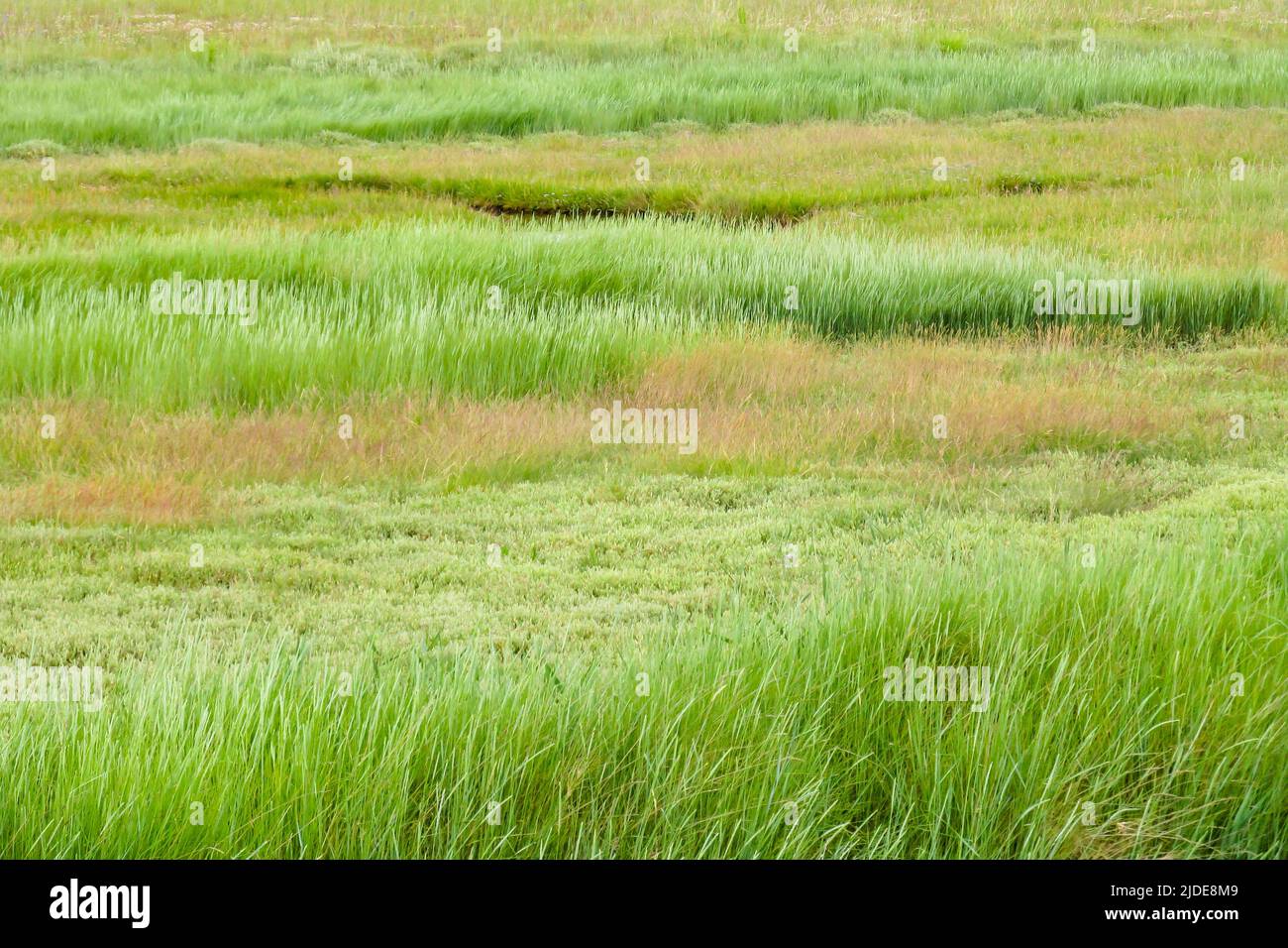 Grasses of the marshland next to the Thames Estuary in Northern Kent, UK, on a windy summer’s day Stock Photo