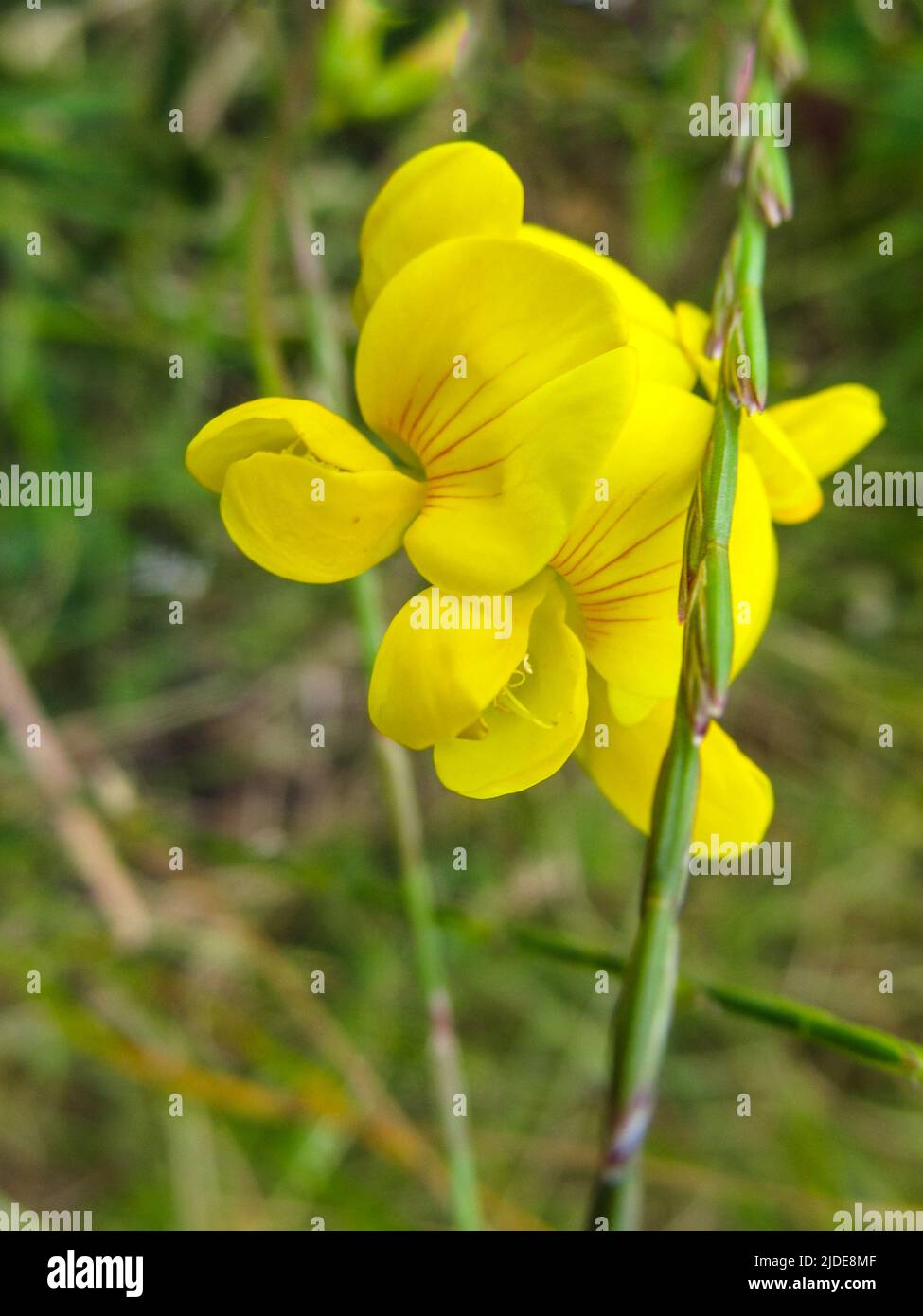 Close-up of the delicate pea-like bright yellow flowers of a Meadow vetchling in the marshland surrounding the Thames Estuary in Northern Kent, UK Stock Photo