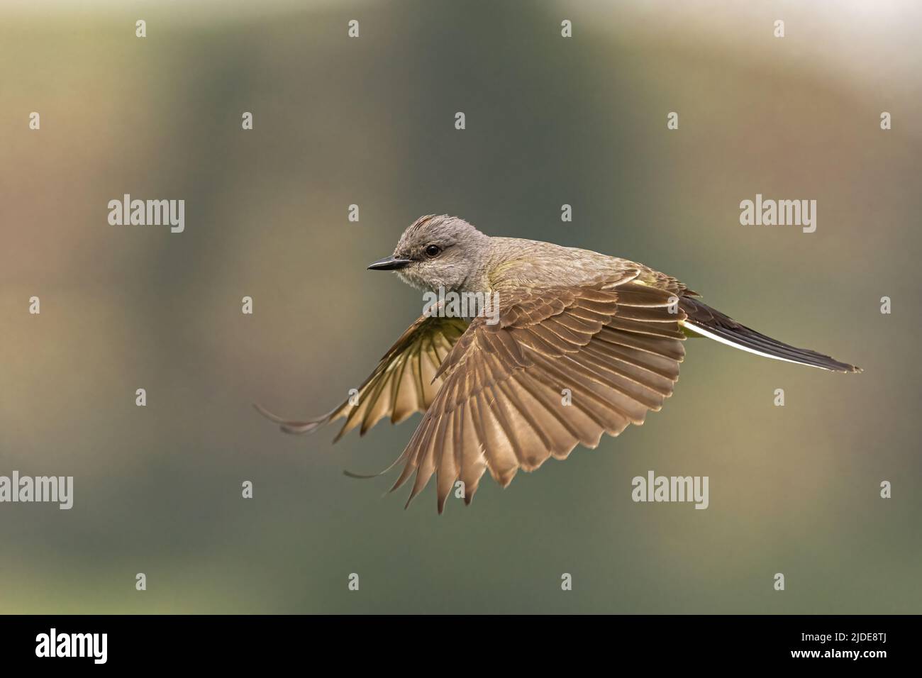 Western Kingbird (Tyrannus verticalis) in Flight Stock Photo - Alamy
