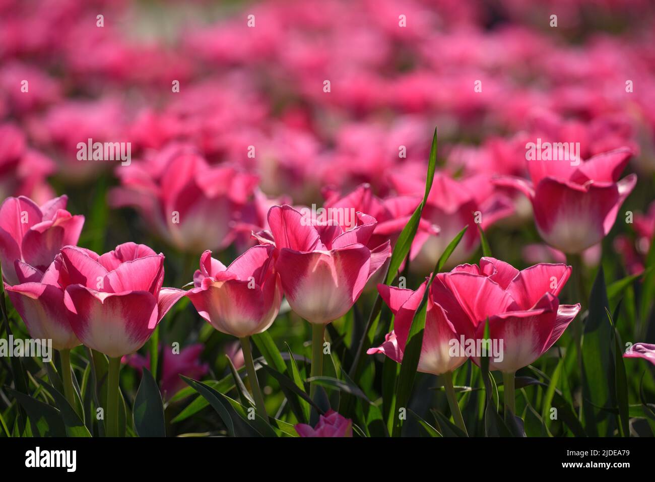 View of pink tulips with blurred tulips on the background. Stock Photo