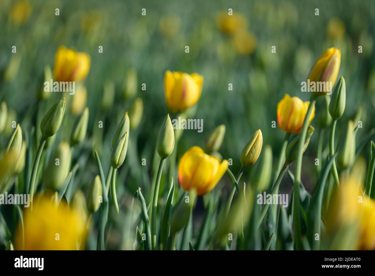 View of yellow tulips some blossomed some coming to bloom on blurred background. Stock Photo