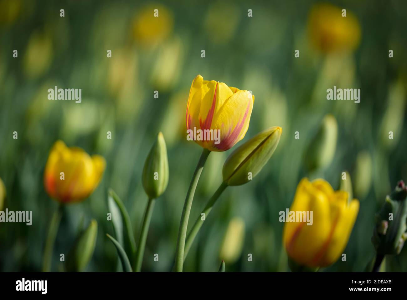 View of yellow tulips some blossomed some coming to bloom on blurred background. Stock Photo