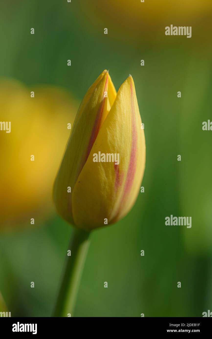 Single yellow tulip isolated on blurred background. Stock Photo