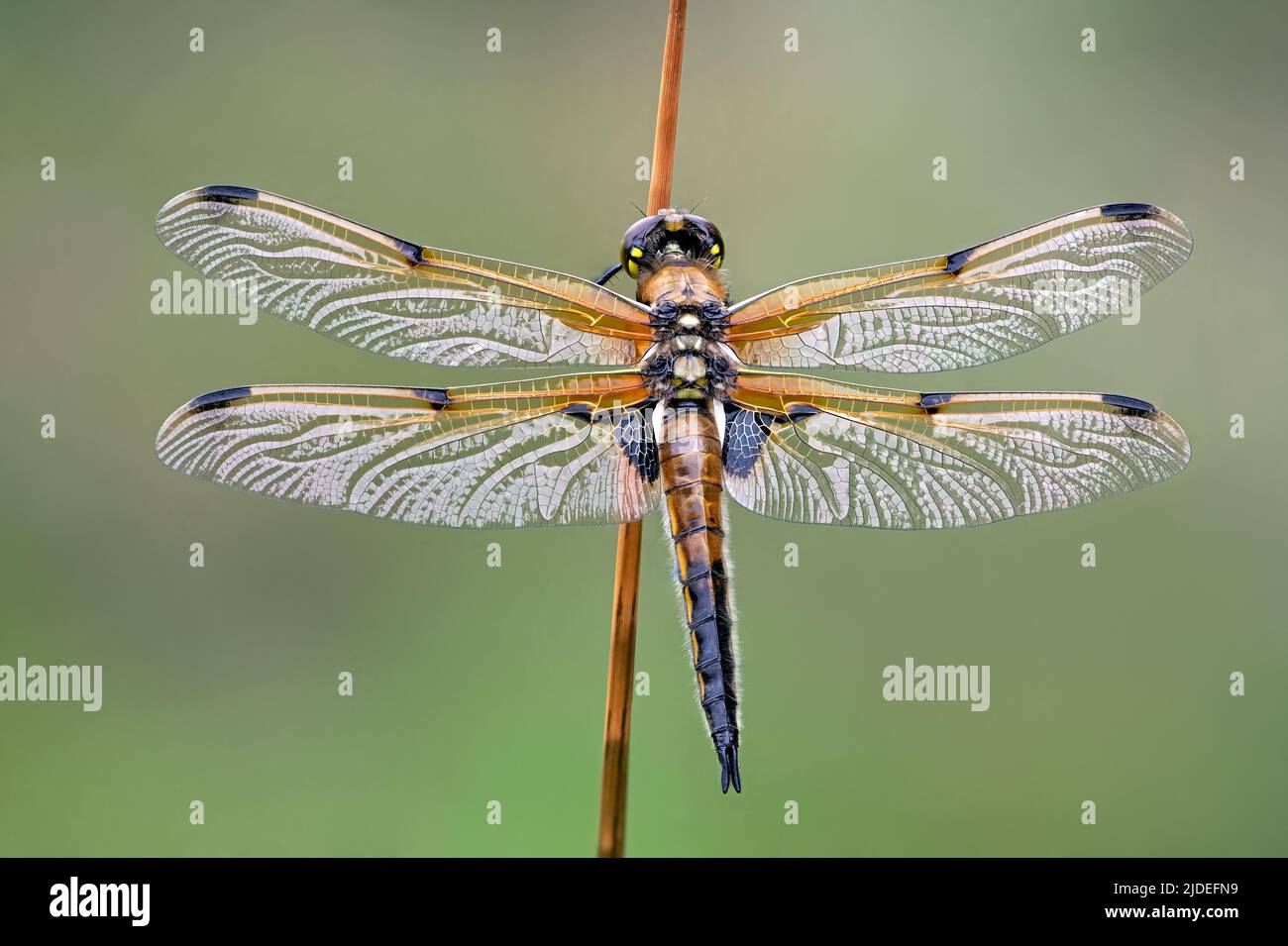 Four Spotted Chaser Dragonfly (Libellula quadrimaculata) sparkling in the early morning light Stock Photo