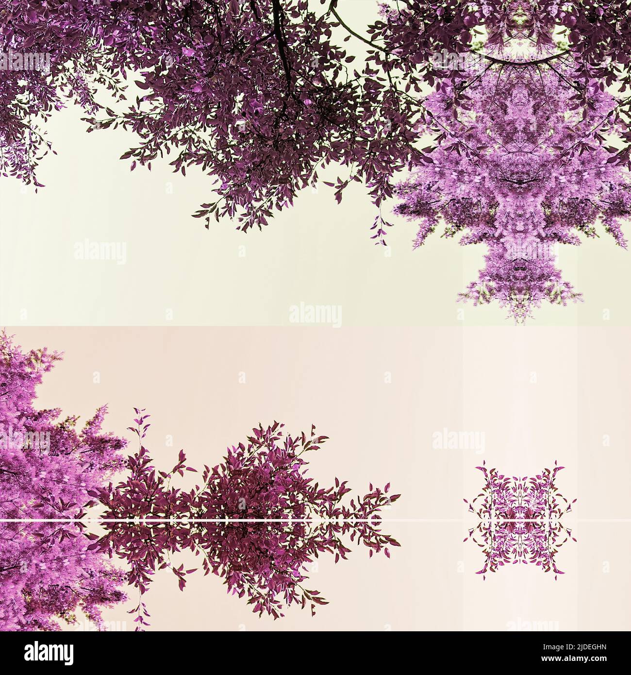 Summer cherry trees in bloom, a photo collage of treetops in purple pink colors, artistic nature background. Stock Photo