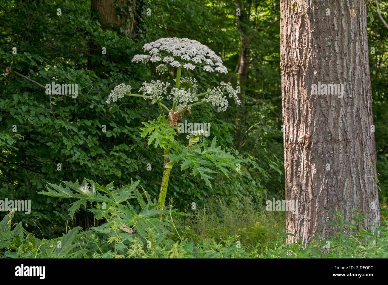 Giant hogweed / cartwheel-flower / giant cow parsley / giant cow parsnip / hogsbane (Heracleum mantegazzianum) in flower at forest's edge Stock Photo