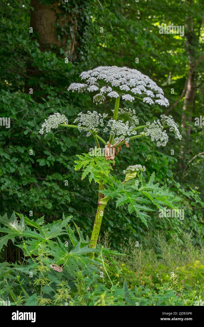 Giant hogweed / cartwheel-flower / giant cow parsley / giant cow parsnip / hogsbane (Heracleum mantegazzianum) in flower at forest's edge Stock Photo