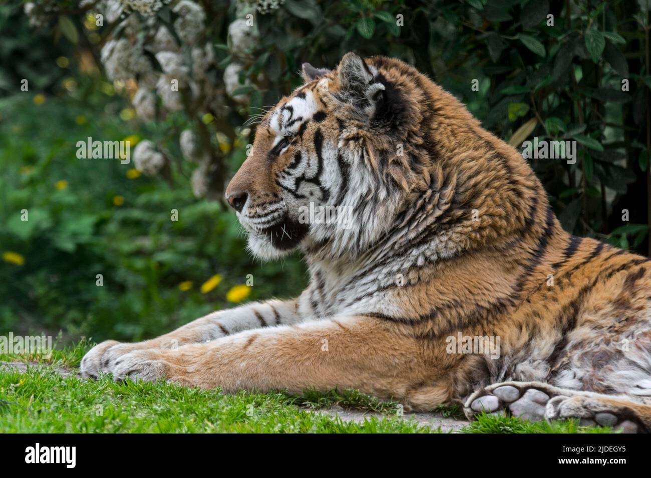Siberian tiger (Panthera tigris altaica) resting in zoo / zoological park Stock Photo