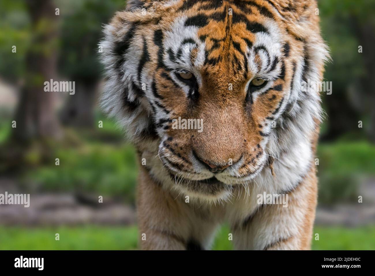 Siberian tiger (Panthera tigris altaica) close-up portrait in forest Stock Photo
