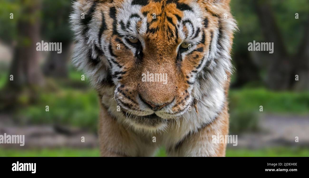 Siberian tiger (Panthera tigris altaica) close-up portrait in forest Stock Photo