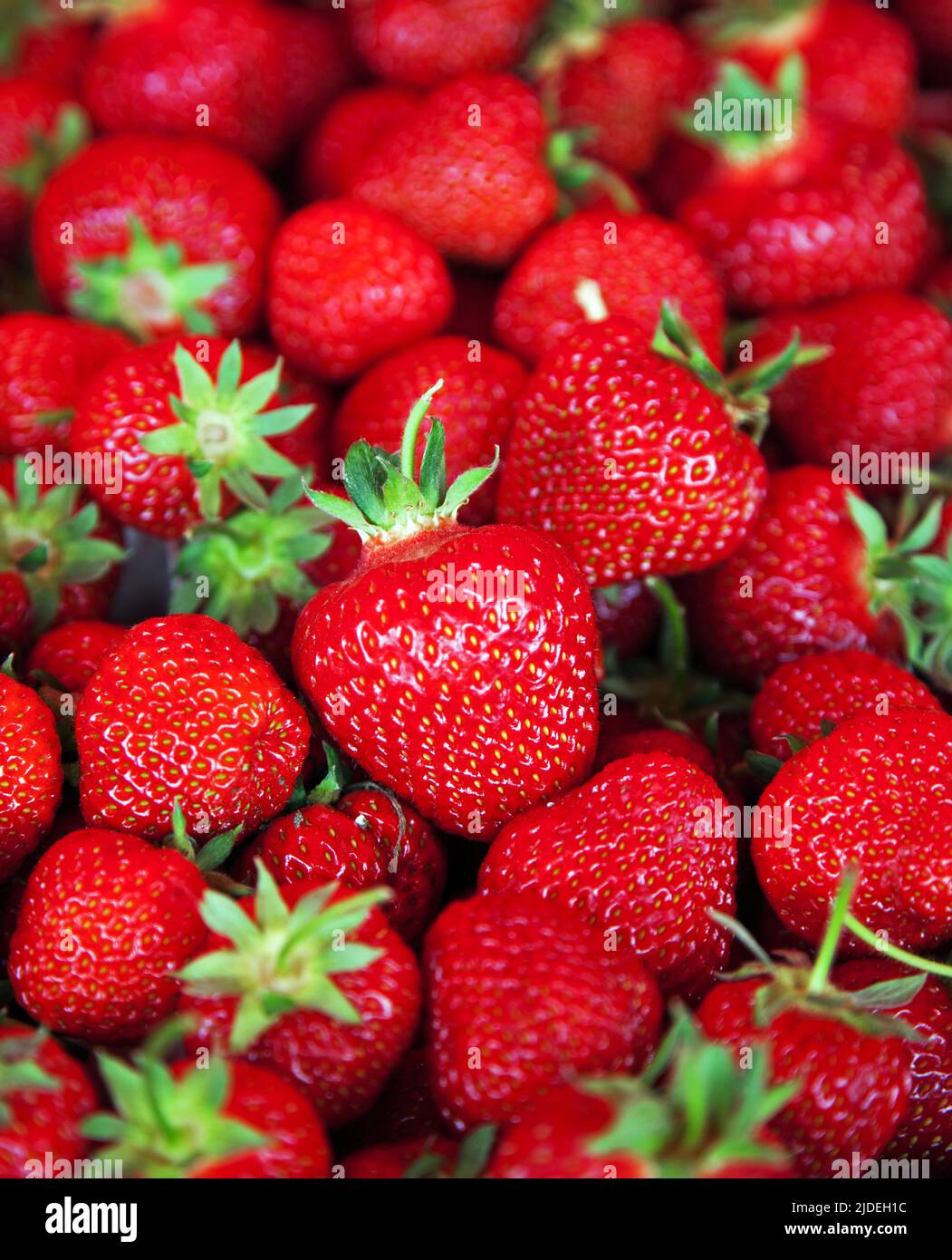 Picking strawberries before a midsummer celebration in Sweden Stock Photo Alamy