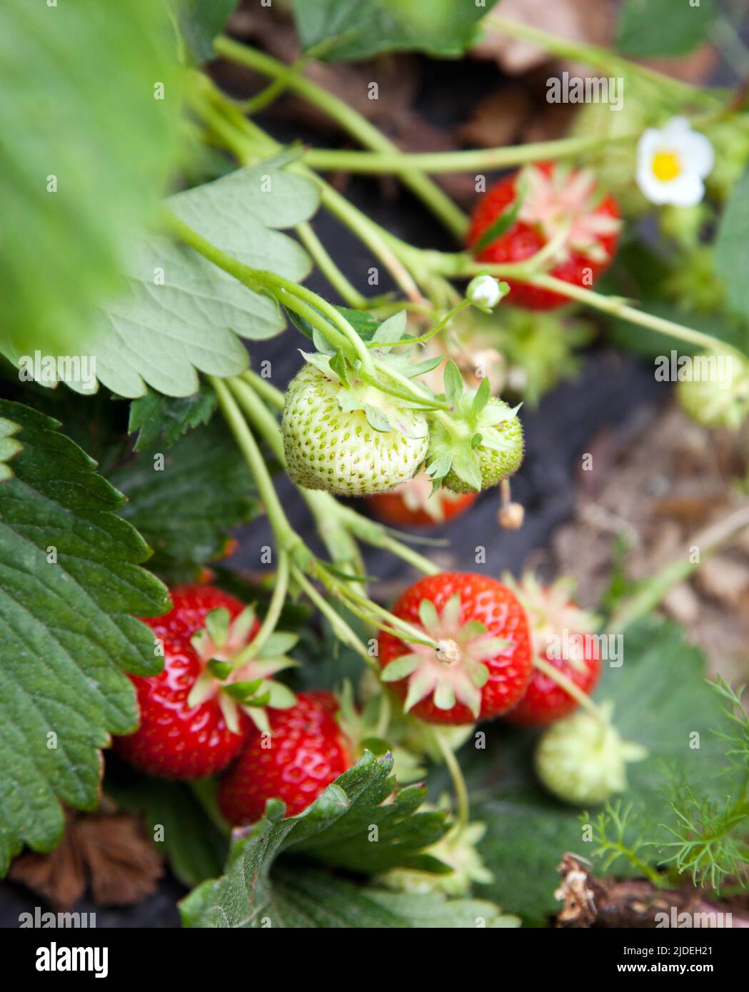 Picking strawberries before a midsummer celebration in Sweden Stock Photo Alamy