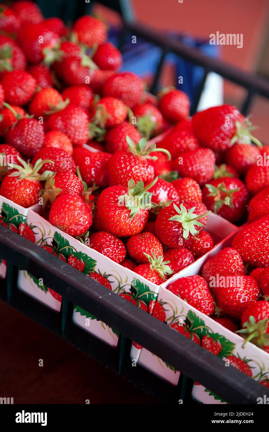 Picking strawberries before a midsummer celebration in Sweden Stock Photo Alamy
