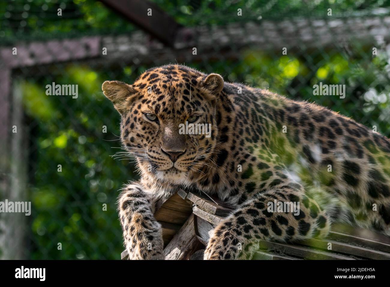Captive Amur leopard (Panthera pardus orientalis) close-up portrait in enclosure of zoo / zoological park, native to Russia and northern China Stock Photo