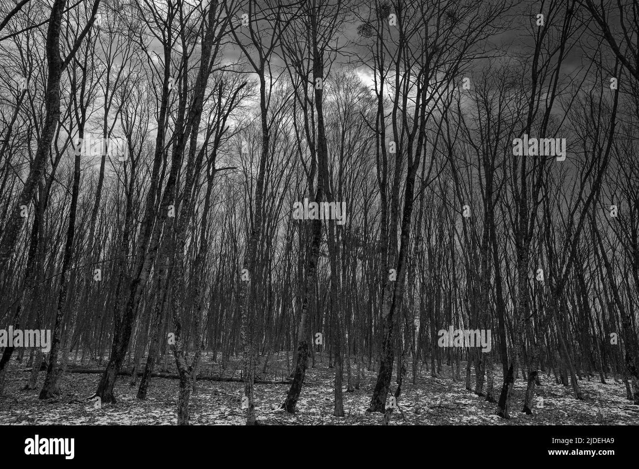 gloomy forest winter landscape at dusk. scaring trees and snow Stock Photo