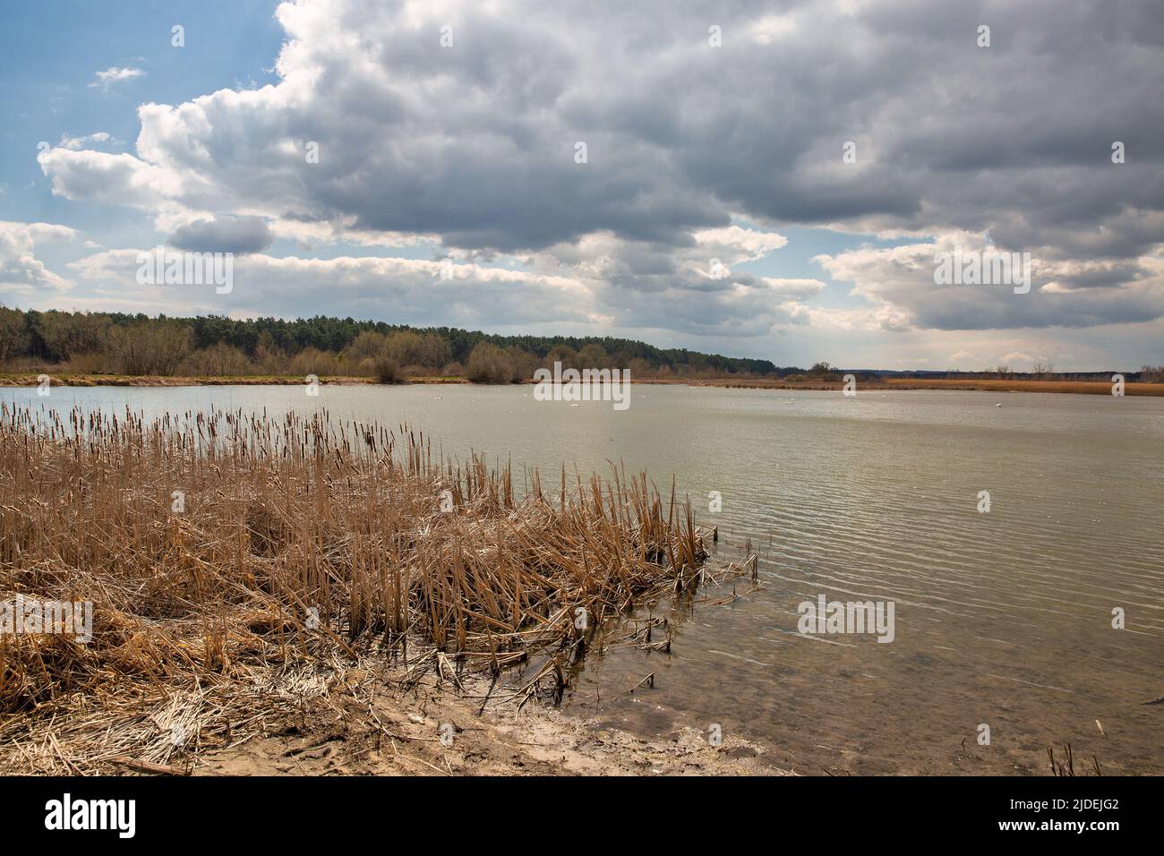 Landscape with swans on lake in the forest, river Ikva. Velyki Berezhtsi, Kremenets, Ternopil region, Ukraine. Stock Photo