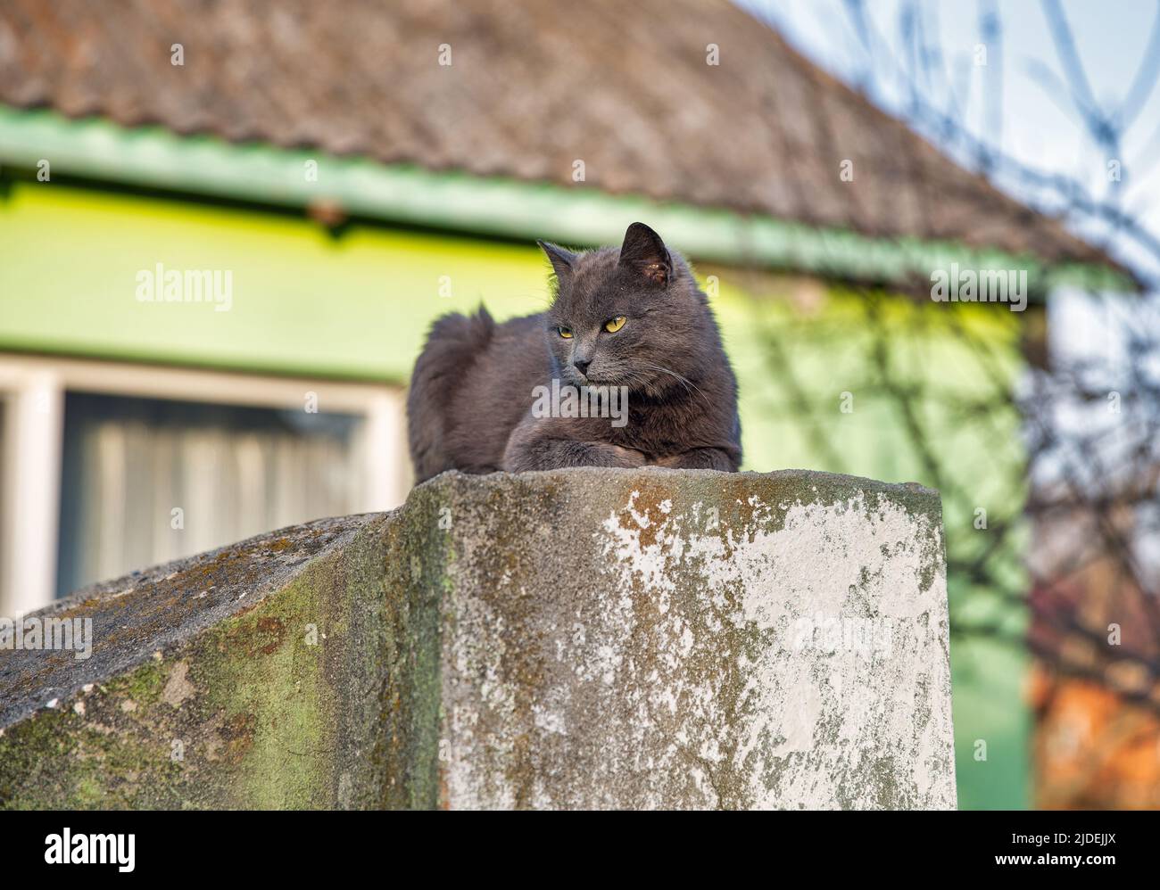 grey scottish cat sits on a concrete pillar closeup Stock Photo