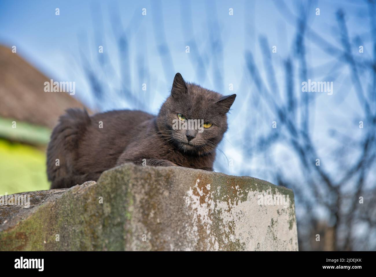 grey scottish cat sits on a concrete pillar closeup Stock Photo