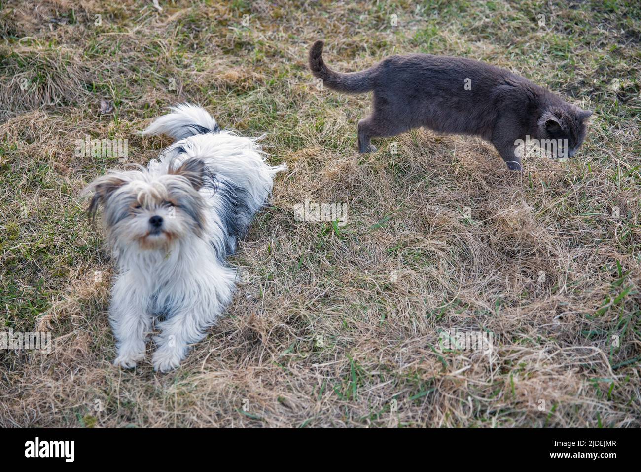 scottish grey cat and lap dog play in the garden Stock Photo