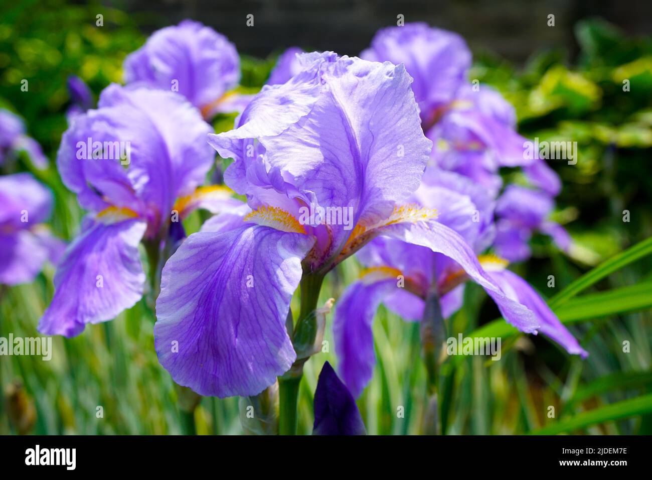Purple Bearded Iris (Iridaceae) close up full bloom in sunshine Stock Photo