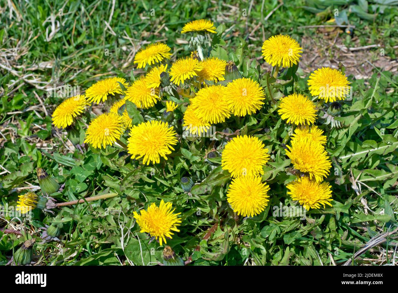 Dandelions (taraxacum officinalis), close up of a large cluster of the common bright yellow wild flower growing on a piece of rough ground. Stock Photo