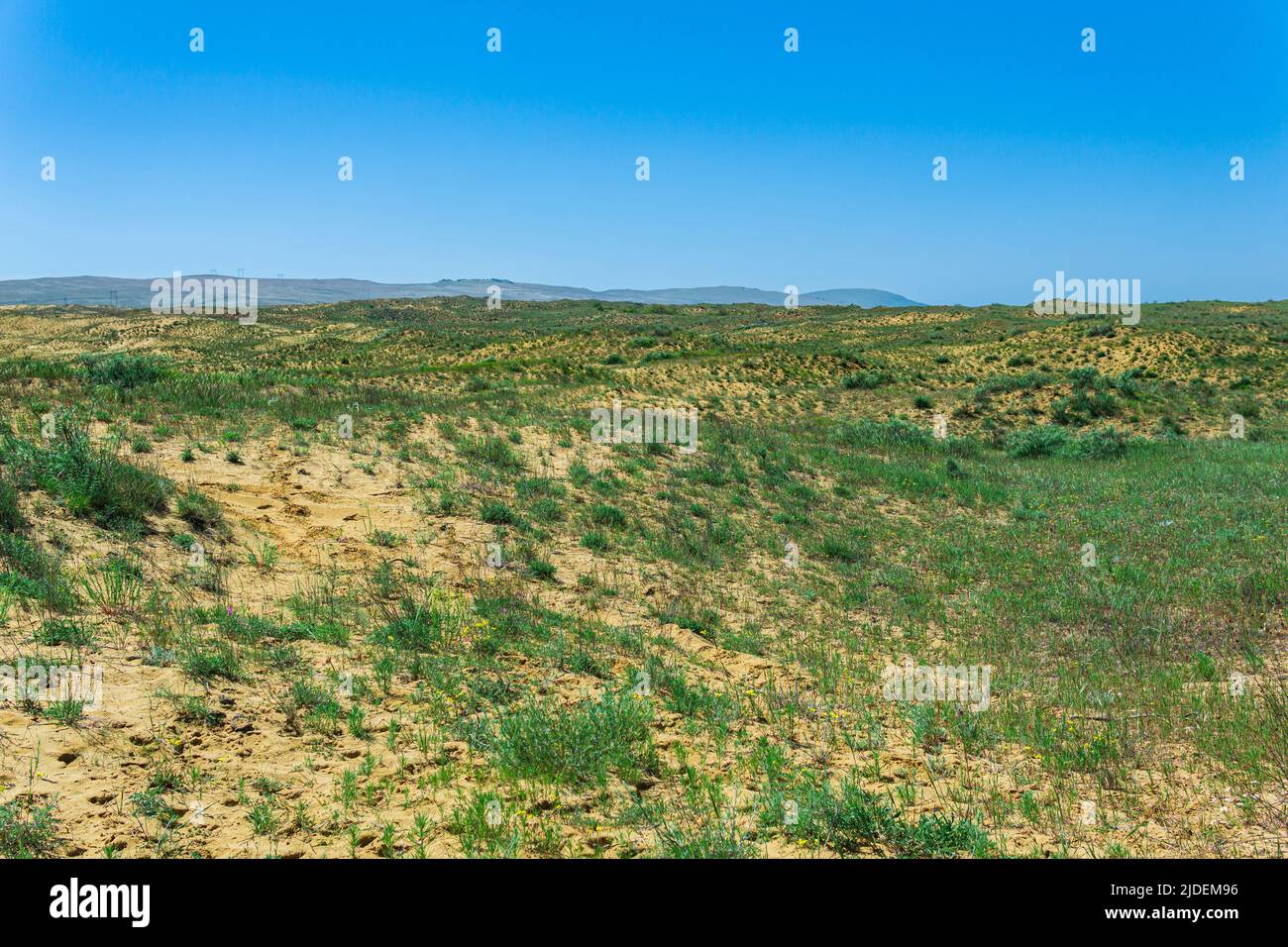 blooming spring semi-desert, dry sandy steppe in the vicinity of the dune Sarykum in the foothills of the Caucasus Mountains, Dagestan Stock Photo