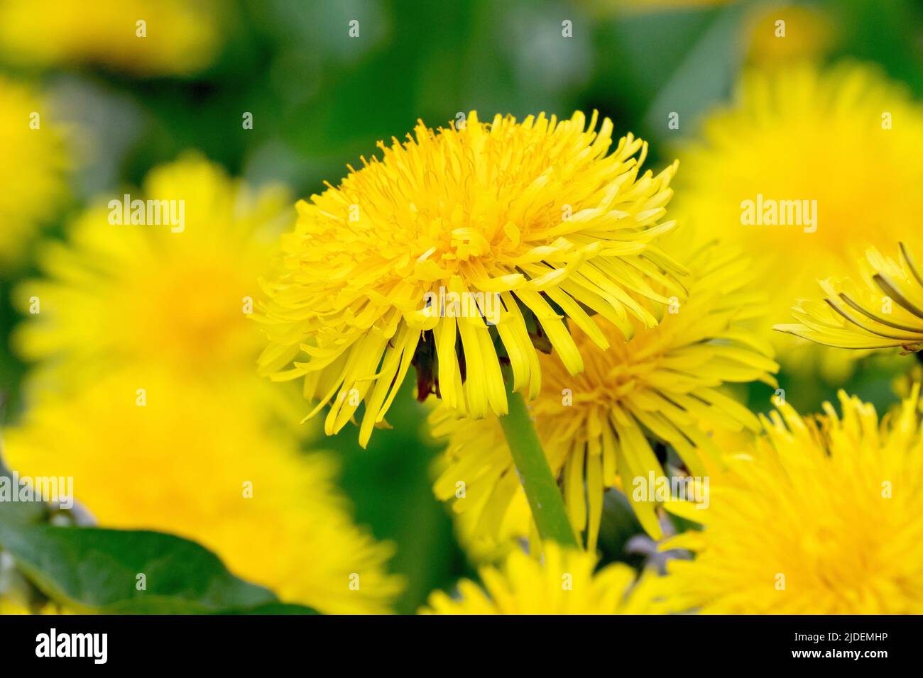 Dandelion (taraxacum officinalis), close up focusing on a single flower of the common bright yellow wildflower growing in on a roadside verge. Stock Photo