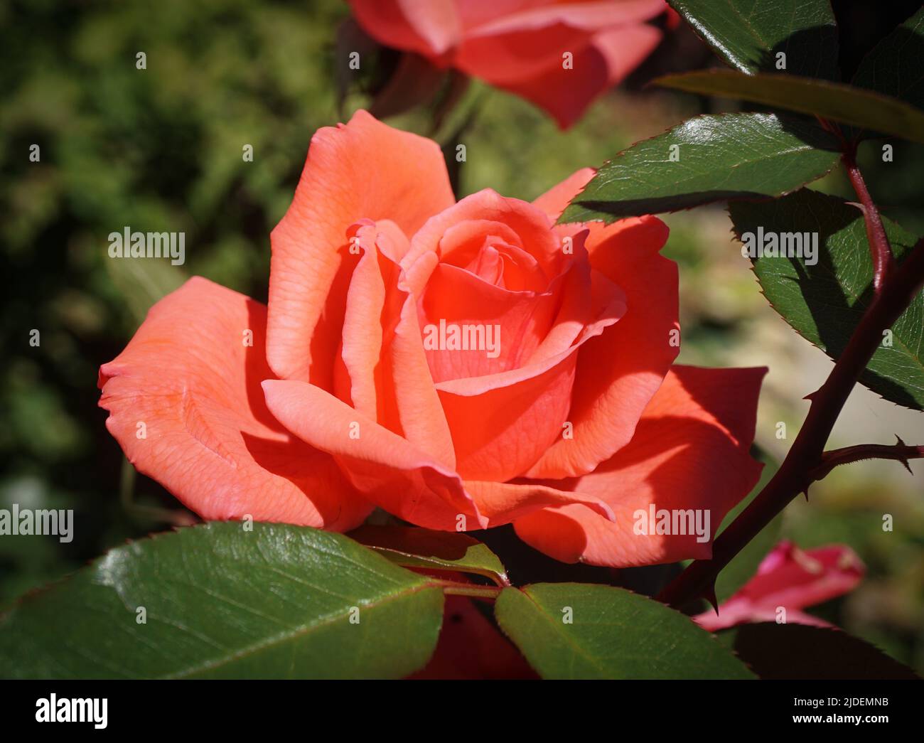 Peach Rose (Rosa Alexander) hybrid tea rose Stock Photo