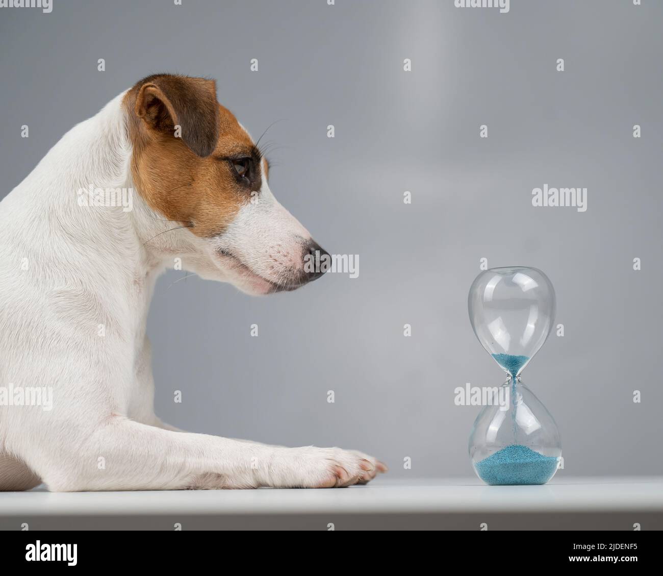 Jack Russell Terrier dog lies next to an hourglass on a gray background  Stock Photo - Alamy