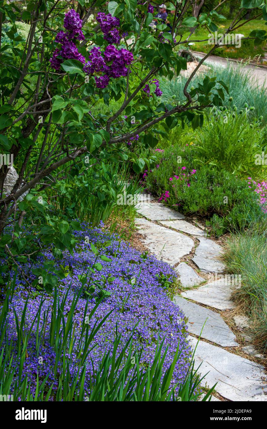 Purple lilacs and phlox along a path in Steamnboat Springs Colorado Stock Photo