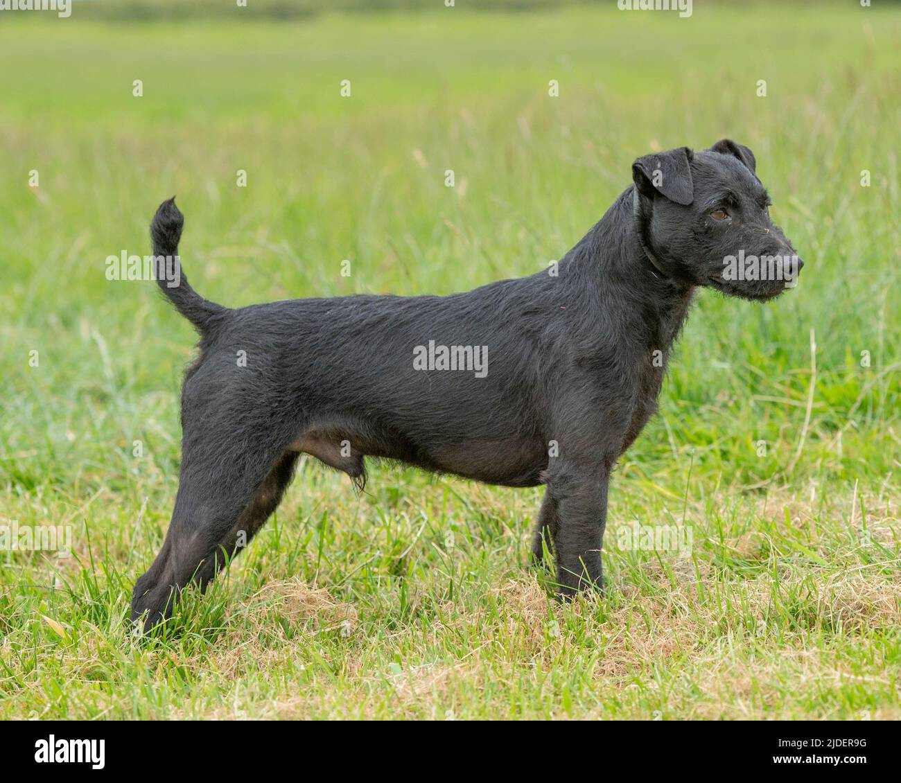 Patterdale terrier cheap cena