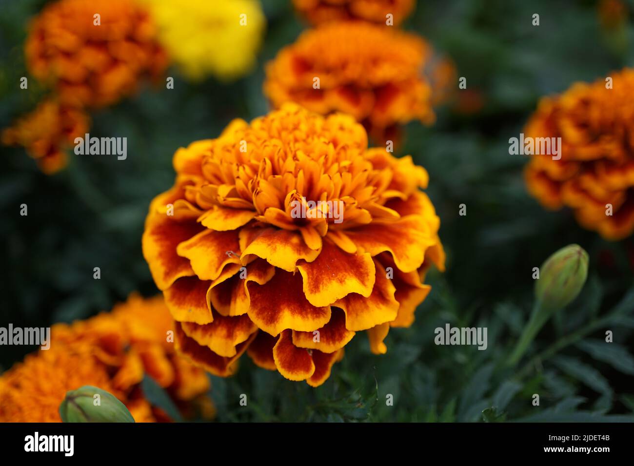 French Marigold (tagetes patula 'honeycomb') Stock Photo