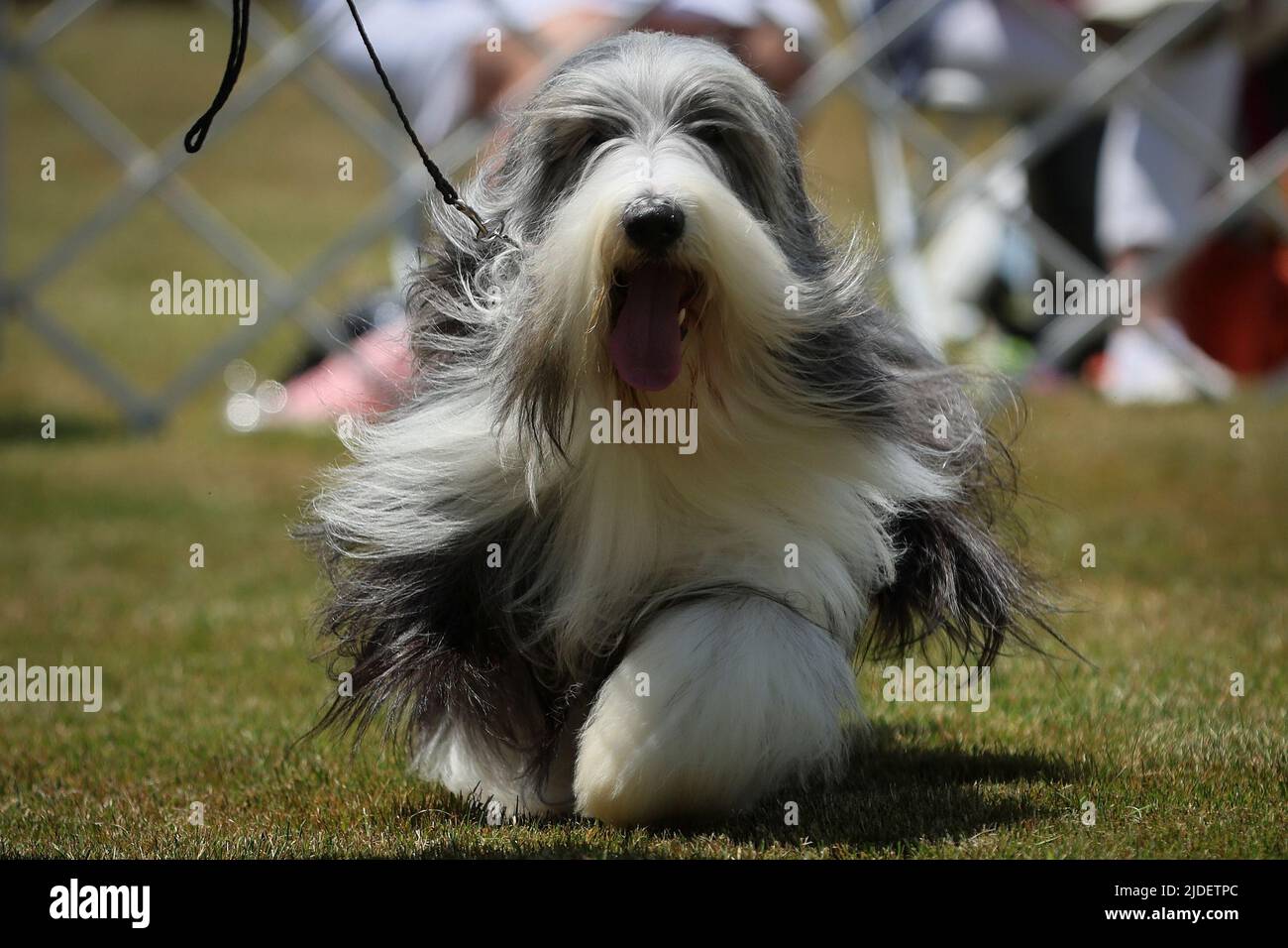 A Bearded Collie dog runs on the ring during breed judging at the 146th Westminster Kennel Club Dog Show at the Lyndhurst Estate in Tarrytown, New York, U.S., June 20, 2022. REUTERS/Mike Segar Stock Photo