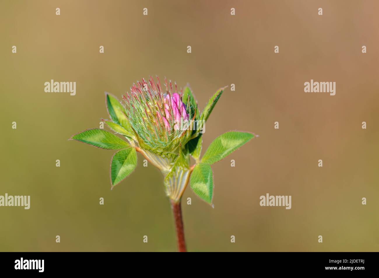 a pink clover blossom in a meadow Stock Photo