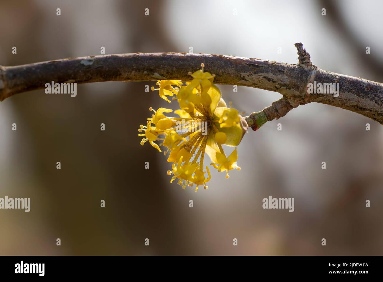 Several yellow flowers hi-res stock photography and images - Alamy