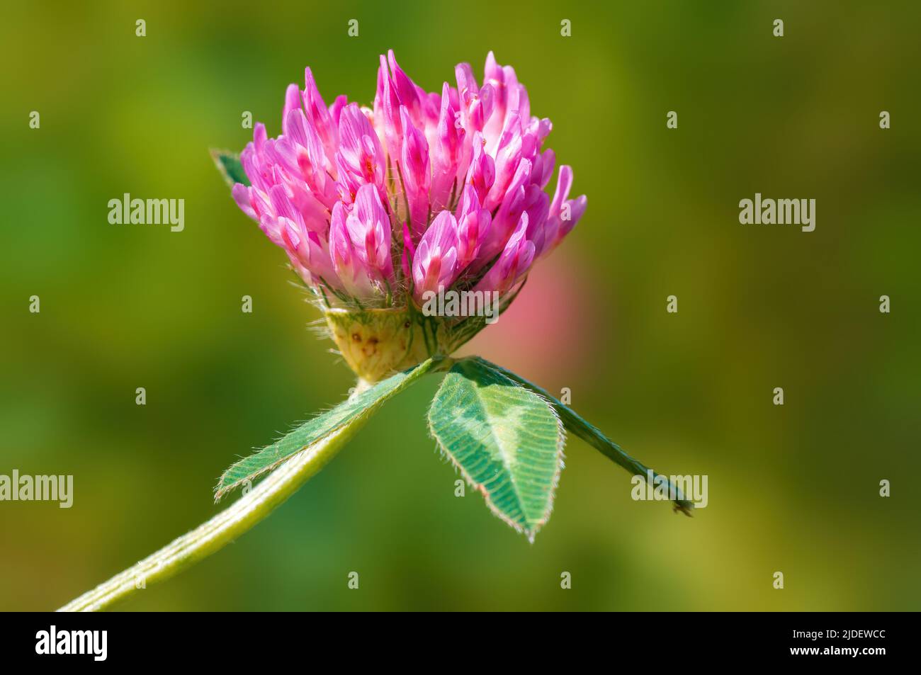 a pink clover blossom in a meadow Stock Photo