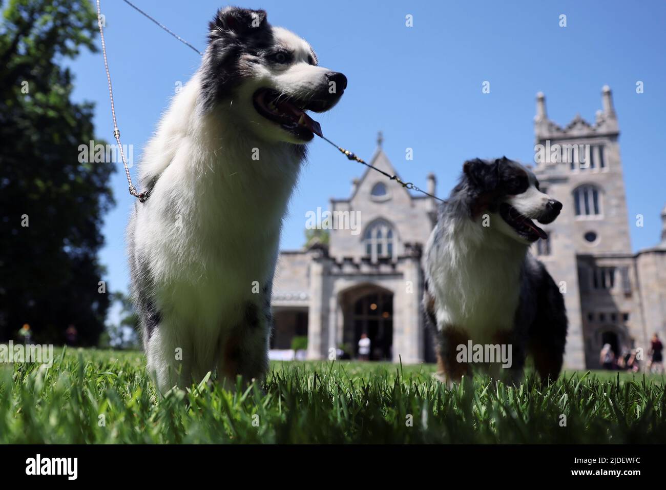 Brahmin and Honor, two Miniature American Shepherd dogs stand outside the 146th Westminster Kennel Club Dog Show at the Lyndhurst Estate in Tarrytown, New York, U.S., June 20, 2022. REUTERS/Mike Segar Stock Photo