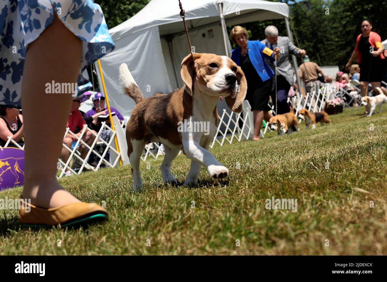 A 13-inch Beagle runs in the ring during breed judging at the 146th Westminster Kennel Club Dog Show at the Lyndhurst Estate in Tarrytown, New York, U.S., June 20, 2022. REUTERS/Mike Segar Stock Photo