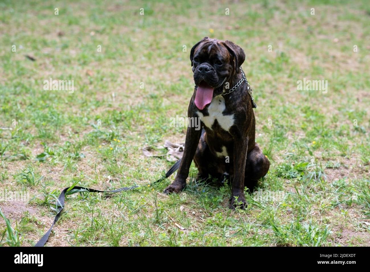 Undocked tail dog hi-res stock photography and images - Alamy