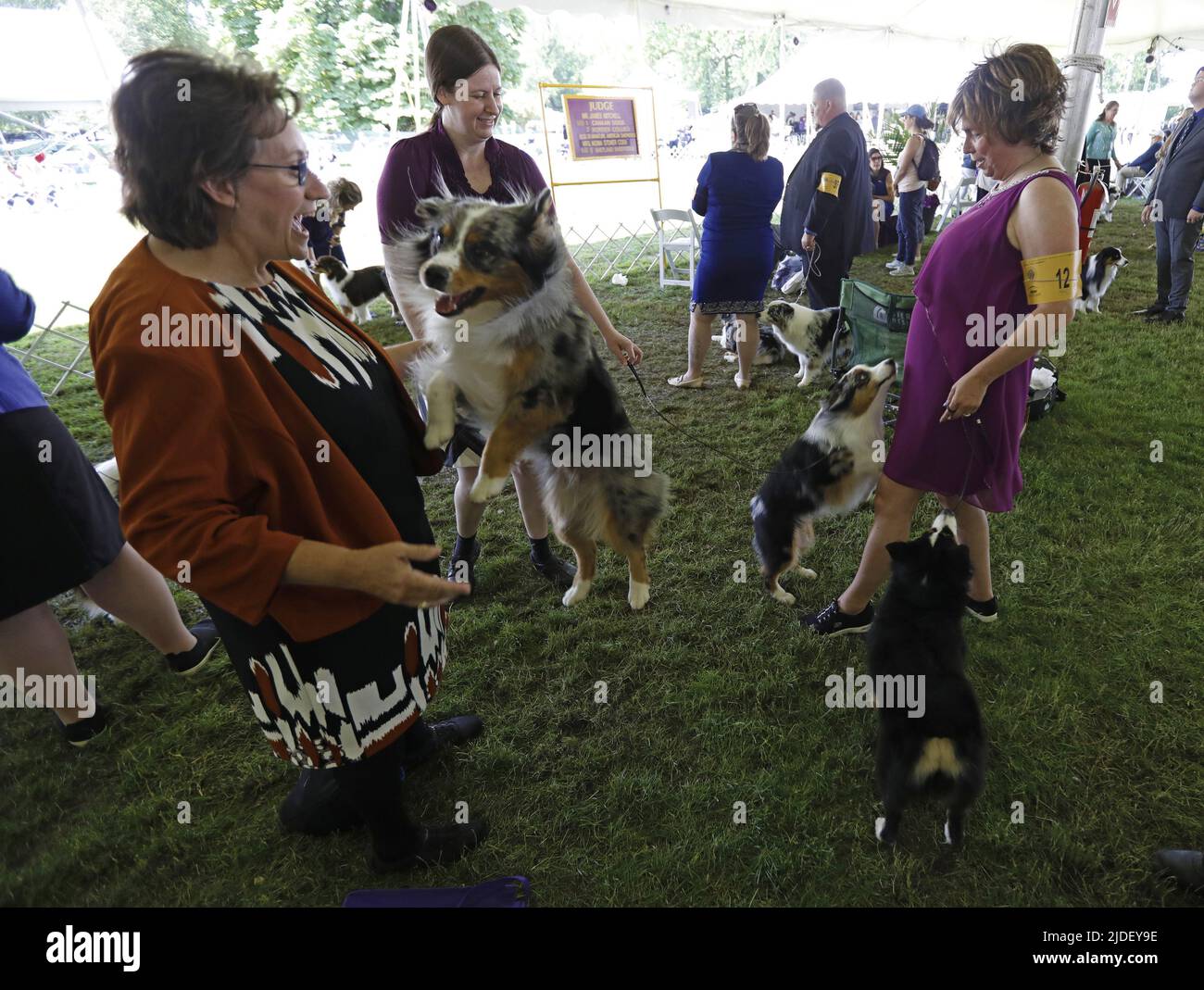 How Much Do Dog Show Handlers Make