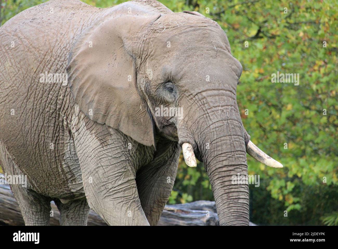 african elephant in a zoo in france Stock Photo Alamy