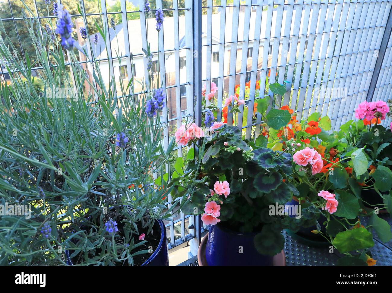 Flowers in pots on a high London balcony, UK Stock Photo